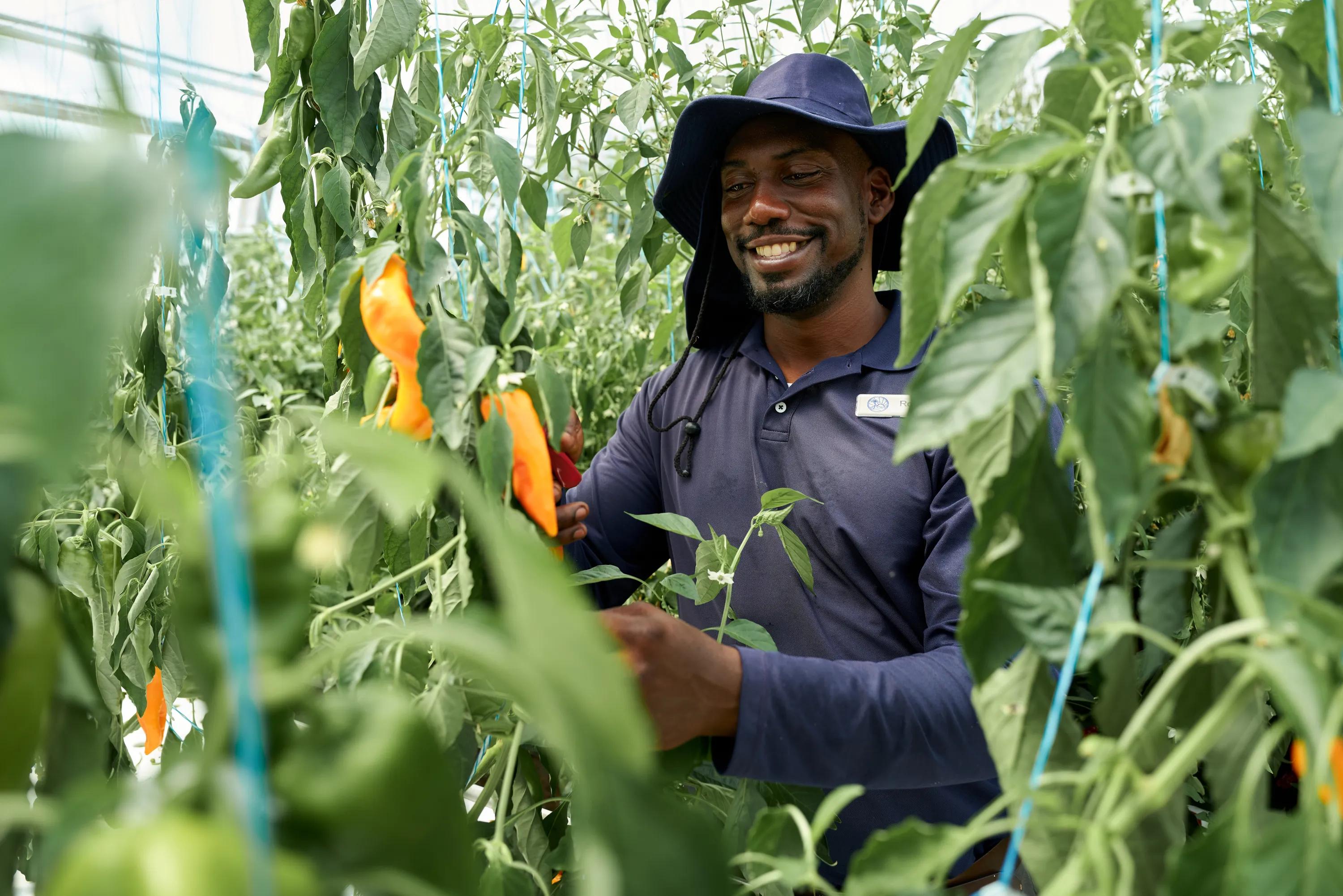 Hydroponic Garden (Private Garden Dining)